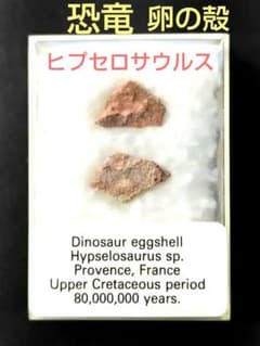 恐竜 卵の殻 化石 ヒプセロサウルス ケース入り 白亜紀後期 フランス産
