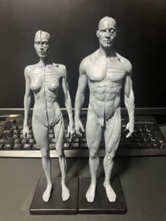 要説明】男女二体セット•アナトミーフィギュア - メルカリ