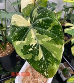 m27402661501_1.jpg?1751195002