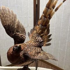 木製 鳥の彫刻 茶色と金色の羽根 雉 剥製 掘り出しもの - メルカリ