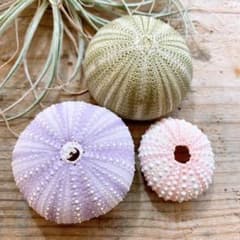 m28815145309_1.jpg?1602729691