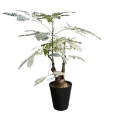 確認用NAO様専用 パキラ ミルキーウェイ 斑入り 4箇所接木 太幹 80cm