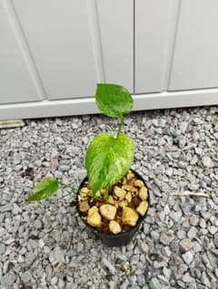 モンステラA2 デリシオーサ ジャングルミント 鉢ごと発送 - メルカリ