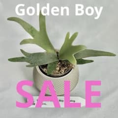 メルカリ便』P. willinckii Jewel Sporeling【95】 - メルカリ