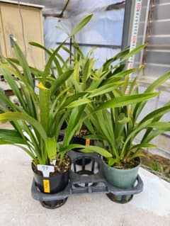 ミスマフェット。花芽3個。5鉢セット。蜜蜂誘引蘭。日本蜜蜂 - メルカリ