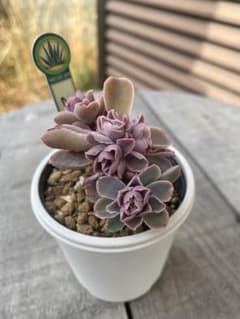 原種 チャザロイ群生 Chazaroi エケベリア 多肉 - メルカリ