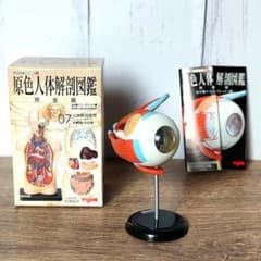 YUJIN 原色人体解剖図鑑 07 目の模型 - メルカリ