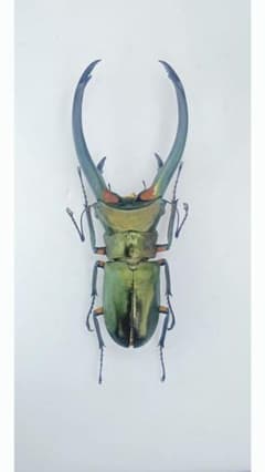 m30629331877_1.jpg?1740556384