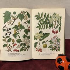 225①1971年ビンテージ植物図鑑 洋書古書 ジャンクジャーナル ボタン