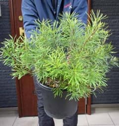 現品】バンクシア・スピヌノーサ・ヘアピン（ヘアピンバンクシア）8号