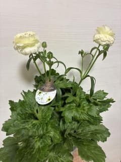 ラナンキュラスラックス 開花株 新品種 ペネロペ ディーバ ヘスティア