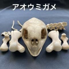 m74955998442_1.jpg?1725193267