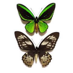 蝶標本 ミドリメガネトリバネアゲハ ペア - メルカリ