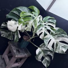 斑入りモンステラ ホワイトタイガー極美大株56cm白斑多 - メルカリ