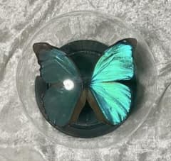 蝶標本 ベニモンカザリシロチョウ ペア | Shop at Mercari from Japan