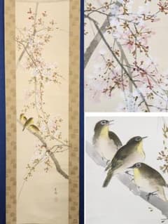 桜花目白図】今井景樹 2669 サクラにメジロ 共箱 掛け軸 肉筆 - メルカリ