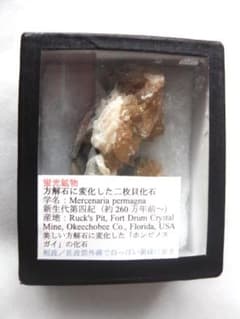 m盆・・・さま専用：方解石化した二枚貝の化石 カルサイト 鉱物標本