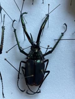 m85528359791_1.jpg?1767070467