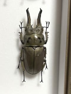 m86146789961_1.jpg?1752403009