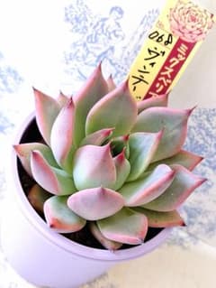 ヴィンテージレター札付きポットごとメルカリ便おらいさん苗ミックス