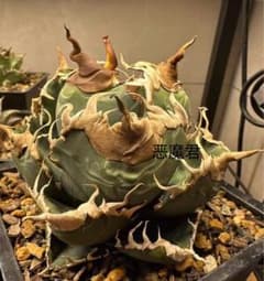 m86913808462_1.jpg?1771592533