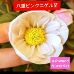 クリスマスローズ dd ピンク ニゲル アッシュードセルフ実生2年3号