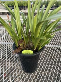 R8年キンリョウヘン花芽10本#3 - メルカリ