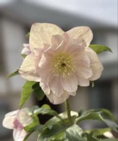 蜃気楼交配 dd 大木ナーサリー クリスマスローズ タグ付き 現品 開花株