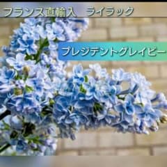 m98836992346_1.jpg?1763692338