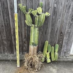 売り切越冬済 大型シンボルツリーにどうぞ 柱サボテン 鬼面角 ドライ