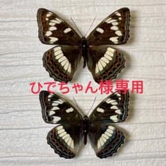 蝶標本 北海道産オオイチモンジ♀ 2023年採集 良品 ⭐️昨年来個体数