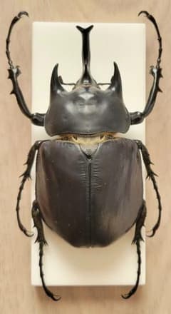 標本 フレンチギアナ産 アクティオンゾウカブト 昆虫標本 - メルカリ