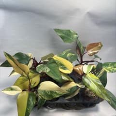 5株セットms83フィロデンドロン ストロベリー シェイク - メルカリ