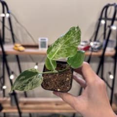 45 モンステラ デリシオーサ バルバソー 斑入り 希少モンステラ TC順化