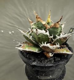 アガベ Hans実生01 - メルカリ