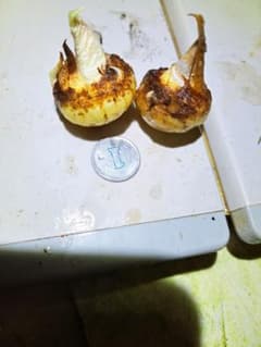 山野草 アマギテンナンショウ 大 開花球 2個セット - メルカリ