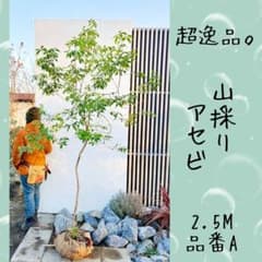 超逸品。山採りアセビ2.5M(鉢底から)品番A - メルカリ