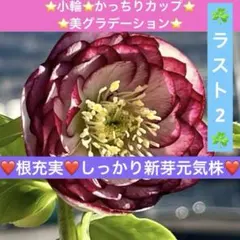 2026年最新】野田園芸の人気アイテム - メルカリ