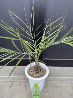 2026年最新】ココスヤシ シルバーの人気アイテム - メルカリ