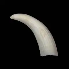 2026年最新】クジラの歯の人気アイテム - メルカリ