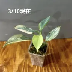 2026年最新】フィロデンドロンシルバーソードの人気アイテム - メルカリ