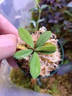 2026年最新】homalomenaの人気アイテム - メルカリ