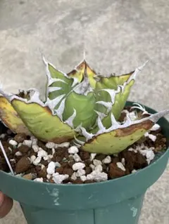 2026年最新】アガベ オアハカ 現地の人気アイテム - メルカリ