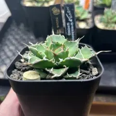 2026年最新】アガベ イランの人気アイテム - メルカリ