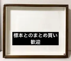2026年最新】ドイツ箱標本の人気アイテム - メルカリ