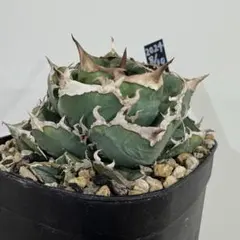 2026年最新】麻花龍の人気アイテム - メルカリ