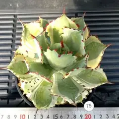 2026年最新】オルカ アガベの人気アイテム - メルカリ