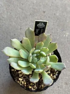 2026年最新】優木園の人気アイテム - メルカリ