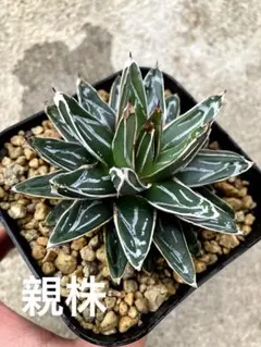 2026年最新】アガベ 笹の雪の人気アイテム - メルカリ