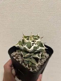 2026年最新】大白鯊 アガベの人気アイテム - メルカリ